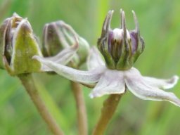 GENERA A
